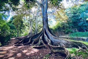 地球上で菌が最も密集しているのは、植物の根っこと動物のおなか!?