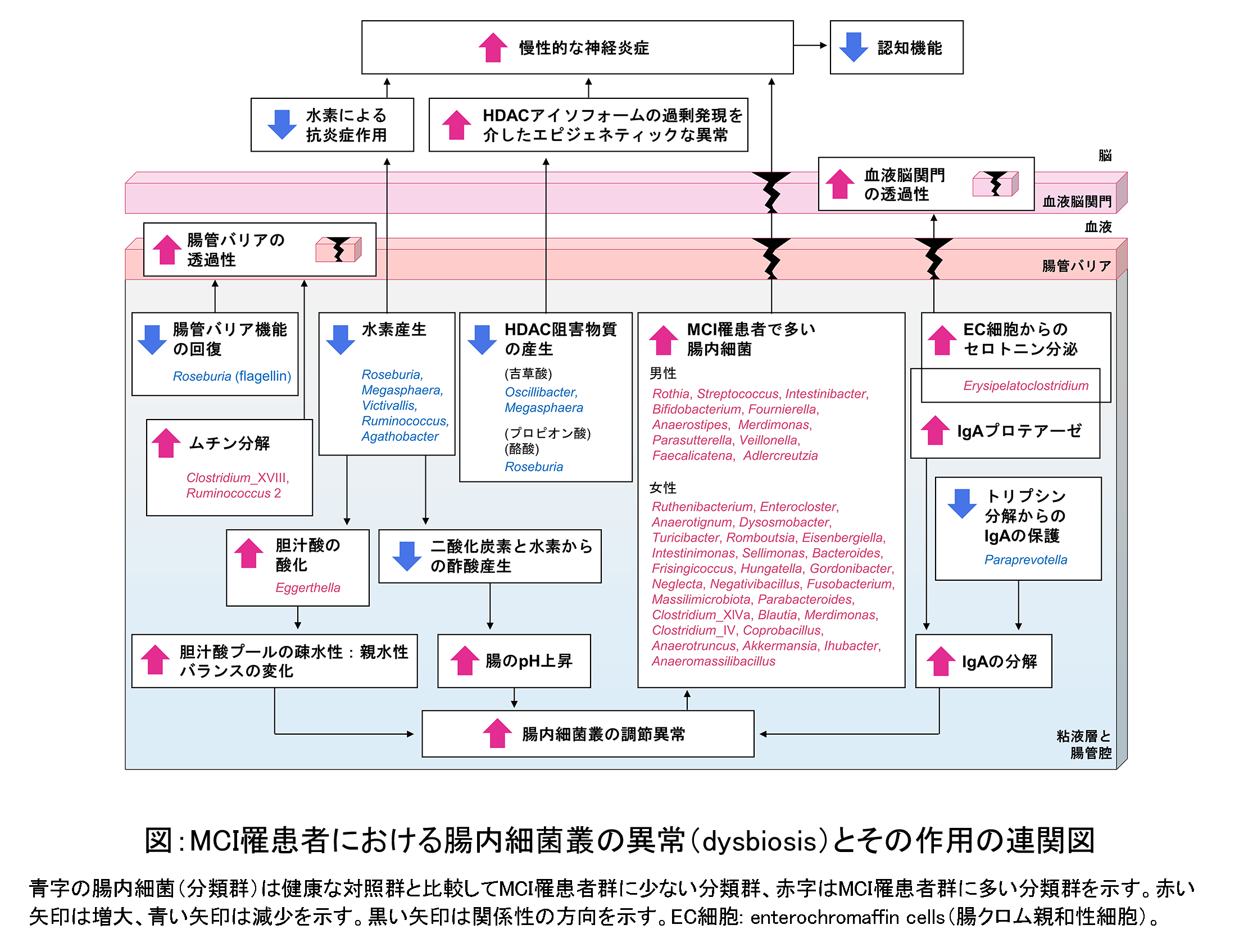 ”MCI罹患者における腸内細菌叢の異常(dysbiosis)とその作用の連関図”/